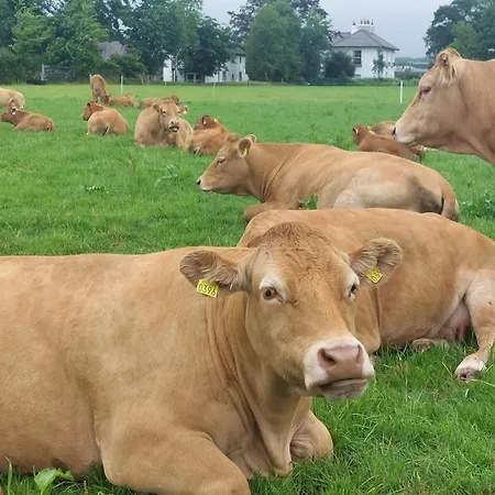 Bellfry At Old Boley * Barntown